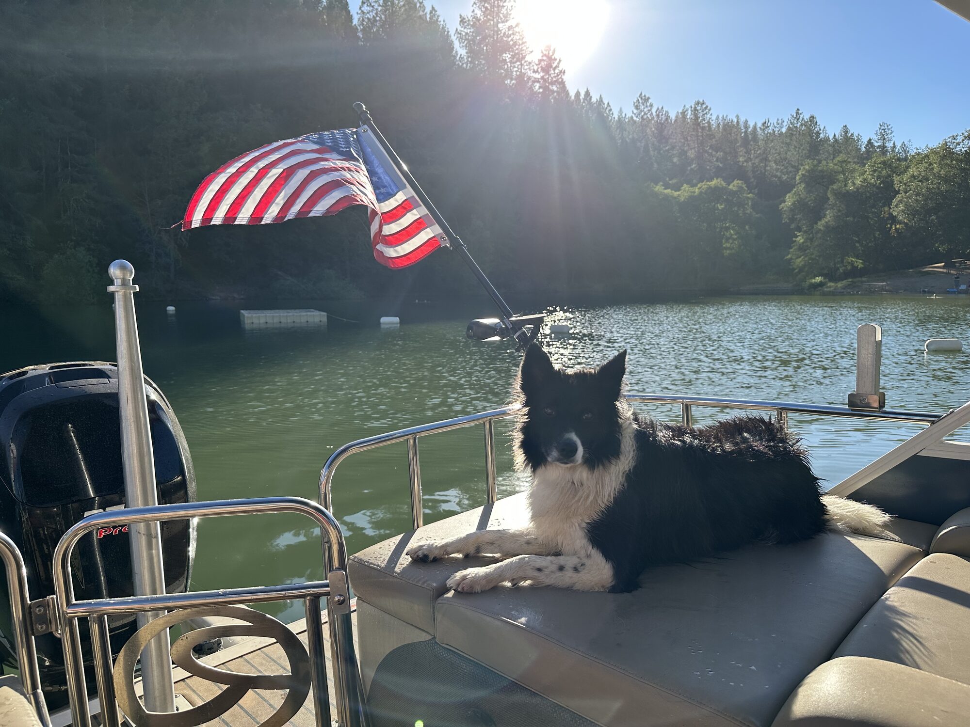 Border collie on pontoon boat with American flag