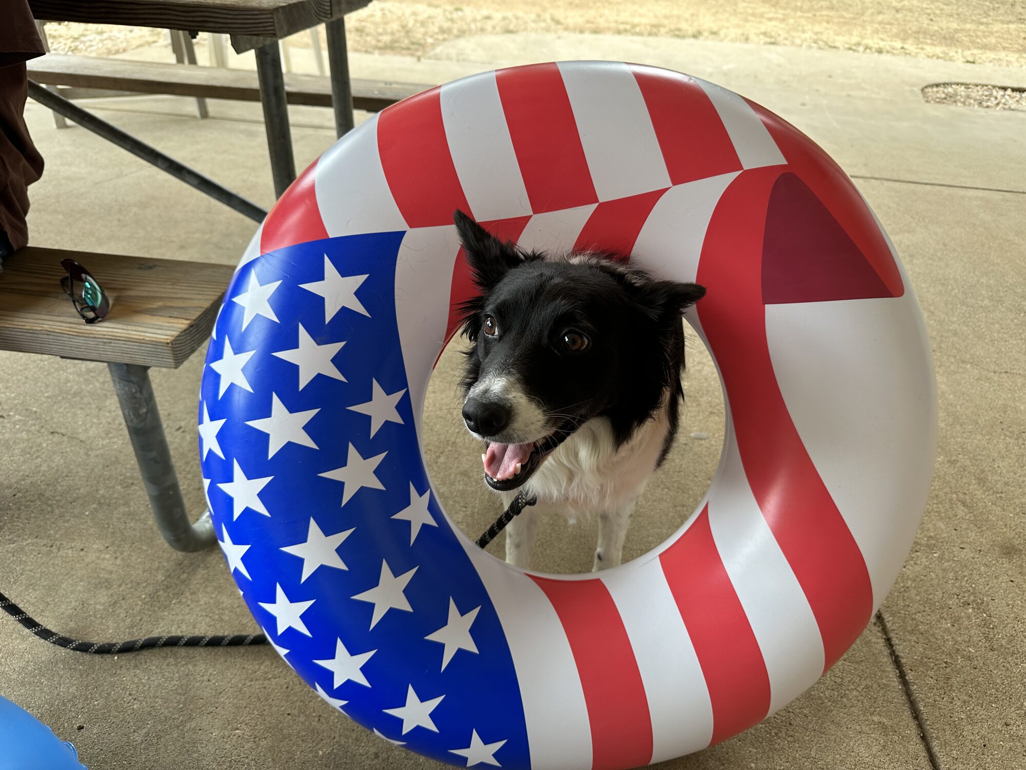 Border collie with patriotic tube